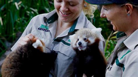 Red Panda Cubs Make Their Public Debut At Melbourne Zoo Sheknows