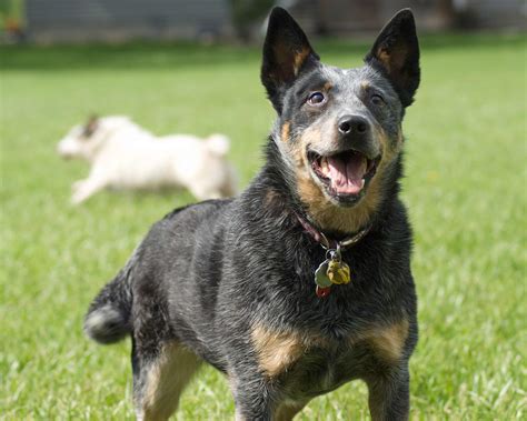 Australian Cattle Dog Wallpapers High Quality Download Free