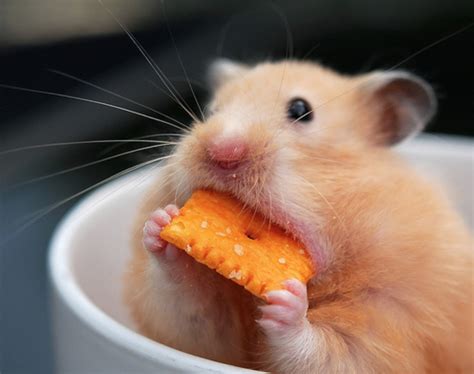 A Hamster Eating A Piece Of Food In A Cup