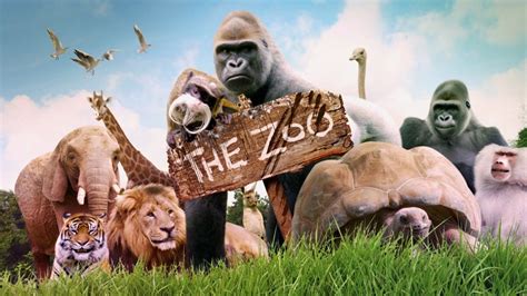 The Zoo Abc Iview