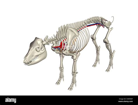 Pig Anatomy Skeleton Bones Hi Res Stock Photography And Images Alamy