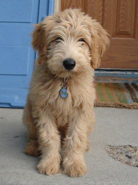 Check out our mini golden doodle selection for the very best in unique or custom, handmade pieces from our кружки shops. Labradoodle Pictures Labrador-Poodle hybrid dogs - Dog ...
