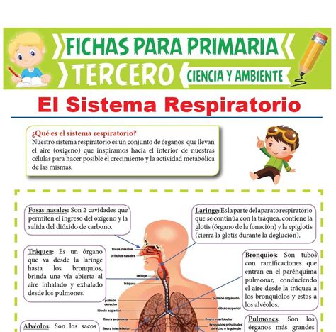 Ficha Online De Sistema Respiratorio Para Segundo De Primaria Pdmrea