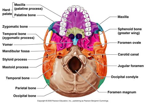 Pin On Cranial And Spinal Bones