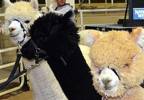 Hundreds Of Alpacas In Denver To Compete At The Great Western Alpaca