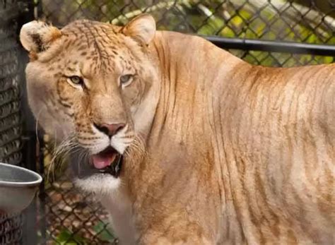 Hybrid Big Cats Ligers Tigons And More With Photos And Videos