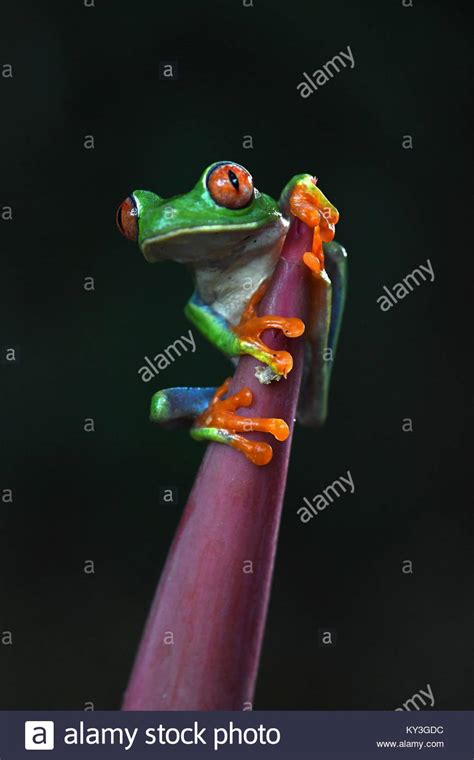 Red Eyed Tree Frog Agalychnis Callidryas In Costa Rica Stock Photo