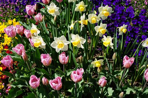 Free Images Nature Flower Purple Petal Tulip Yellow Daffodils
