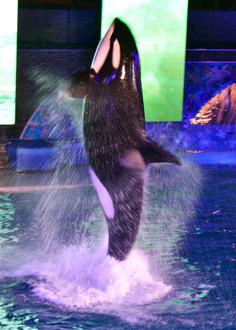 Took By Me Shamu Seaworld California Sea World Seaworld San