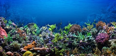 Coral Reefs In Florida Becoming Affected By Global Warming