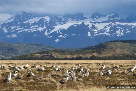 Birds Of Patagonia A Guide For Bird Watching Enthusiasts Travel For