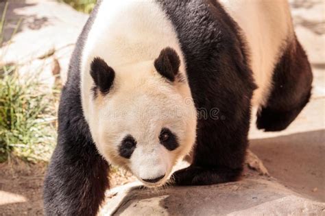 Urso De Panda Gigante Conhecido Como O Melanoleuca Do Ailuropoda Imagem
