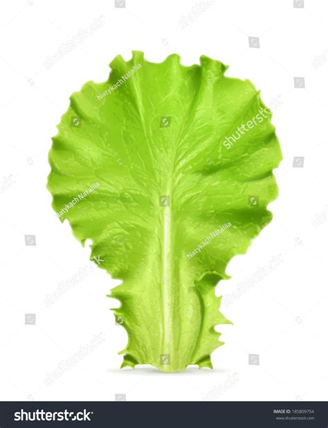 Fresh Green Leaf Lettuce Vector Illustration Stock Vector Royalty Free