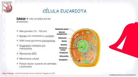 Estructuras De Las Celulas Sus Formas Y Tamaños Youtube