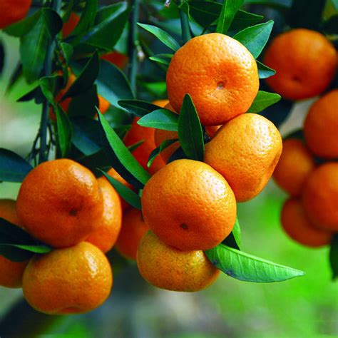 Climbing Orange Tree Seeds — Jack Seeds