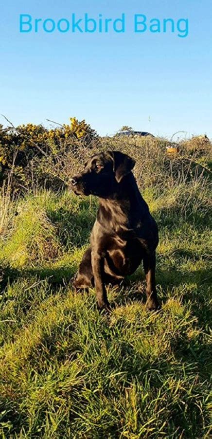 Elite Goose Ftw Brookbird Bang Aces Retrievers