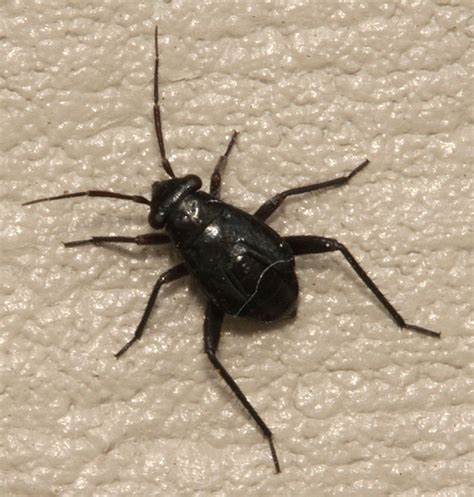 Black Bug Nymph With Jumping Legs The Backyard Arthropod Project