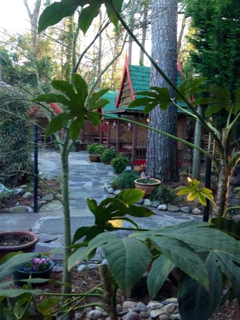 Victory property management wilmington nc to raleigh nc metros & homes for rent. Garden Patio @ Indochine Thai Restaurant, Wilmington, NC. | Patio garden, Thai restaurant, Garden