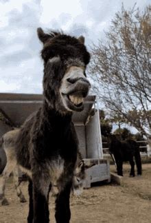 Do Donkeys Really Laugh Johnjoebeftu