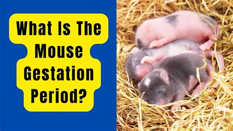 What Is The Mouse Gestation Period Basic Rodents