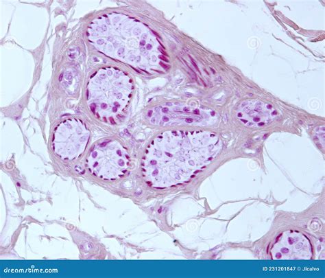 Sweat Gland Secretory Unit Mallory Ptah Stain Stock Image Image Of