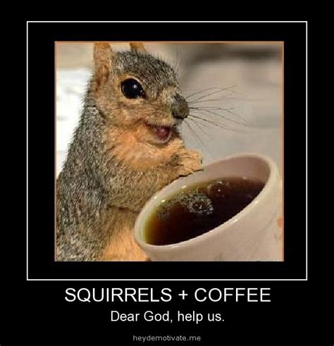 Heydemotivateme Squirrels Coffee Squirrel Funny Funny Animals