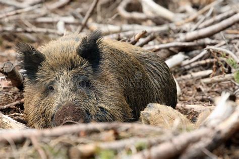 The Wild Boar Sus Scrofa Also Known As The Wild Swine 3 Or Eurasian