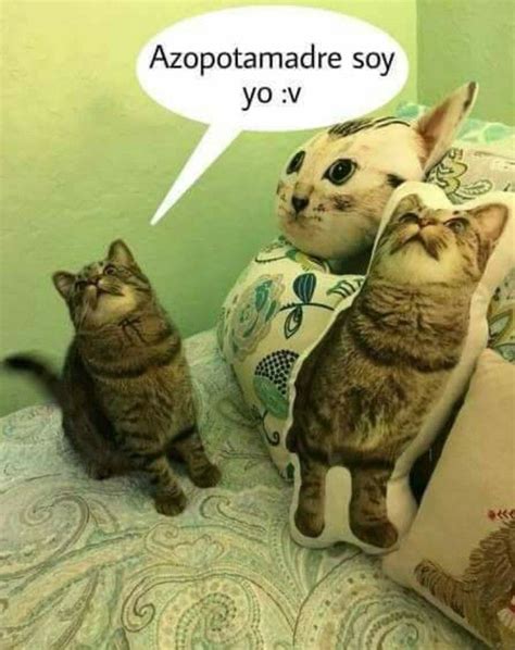 Pin De Melissa Miau En Gatos Meme Gato Gatitos Divertidos Humor