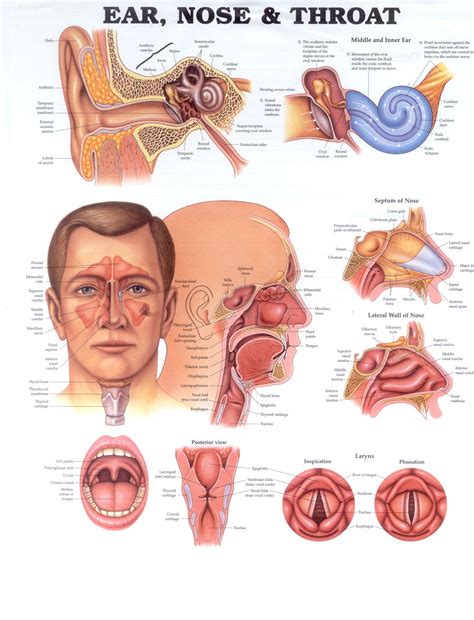 Throat Anatomy Diagrams 101 Diagrams