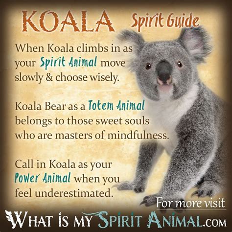 Koala Bear Symbolism And Meaning Animal Totem Spirit Guides Power