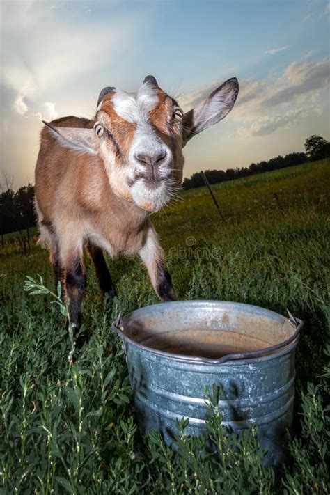 234 Angry Goat Stock Photos Free And Royalty Free Stock Photos From