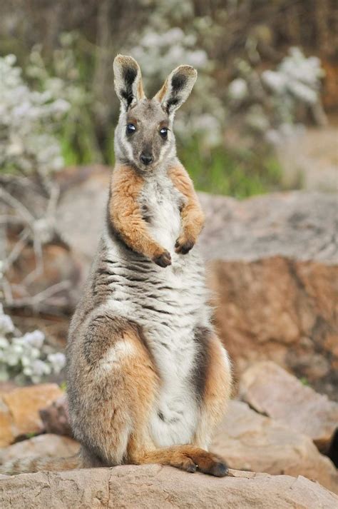 5 Unique Animals In Australia