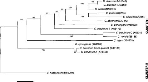 Phylogenetic Positions Of Clostn Dium Chauvoei And Clostridium