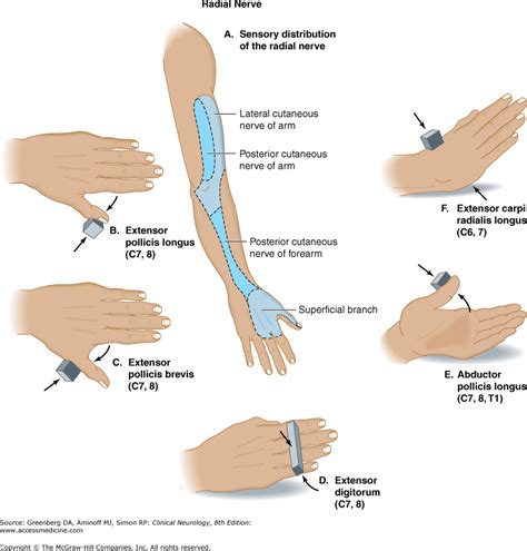 The Radial Nerve And Its Branches Medicine And Diseas