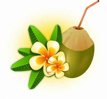Tropical Flower Coconut Drink Clip Clipart Cocktail