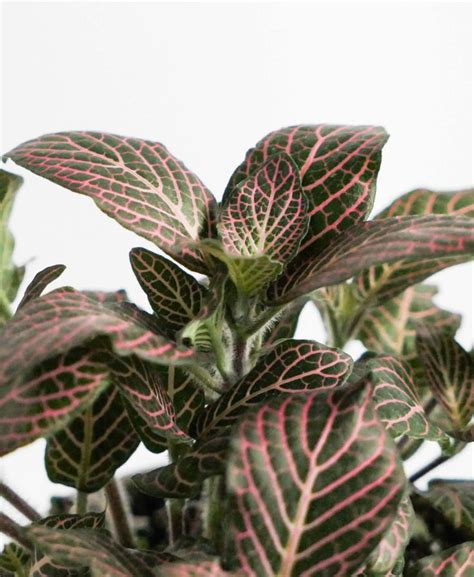 Fittonia Plant Care Guide Bloomscape Plant Care Plants House