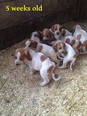 To promote studs and there pups!!! UKC English Coonhound Puppies for Sale in Attica, New York Classified | AmericanListed.com