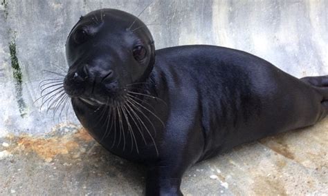 Vets Say Seal Pup Was Attacked By Other Seals In Racist Attack Daily