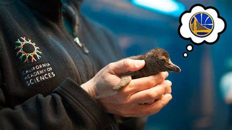 Pierre the penguin was awarded the california reading association's eureka! california academy of sciences | abc7news.com