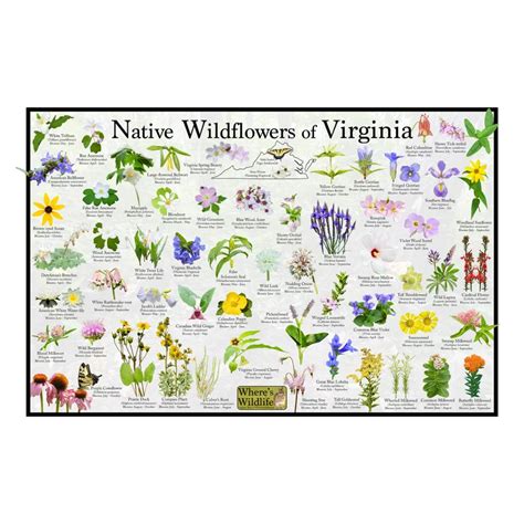 Native Wildflowers Of Virginia State Flower Field Guide Etsy Artofit