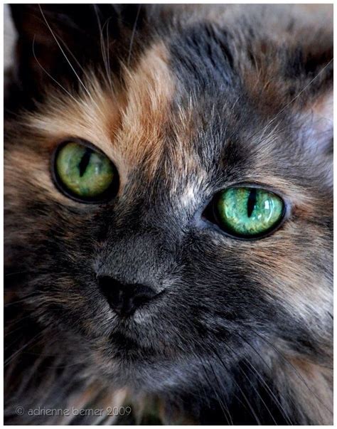 Beautiful Long Haired Calico Cat Go To