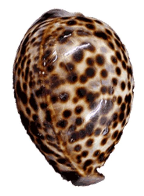 Tiger Cowrie Seashells - Cowry Shells - California Seashell Company png image