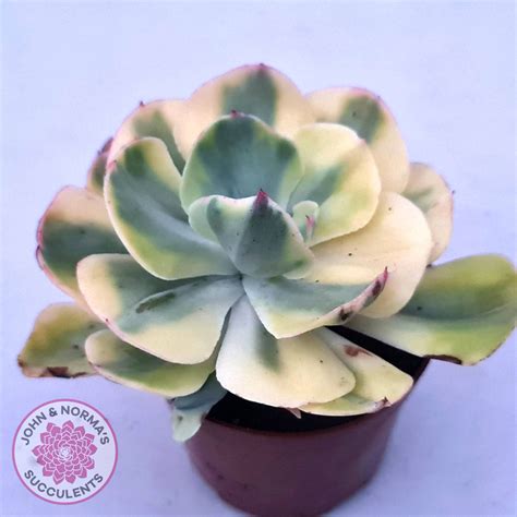 Echeveria Sunset Peony Variegated Lg John And Normas Succulents