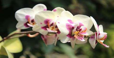 7 Interesting Facts About Colombian Orchids Colombia Country Brand