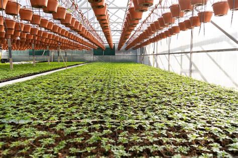 Greenhouse And Agricultural Business Inside Big Hothouse With Rows Of