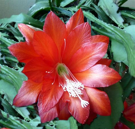 How To Care For Easter Cactus Dengarden