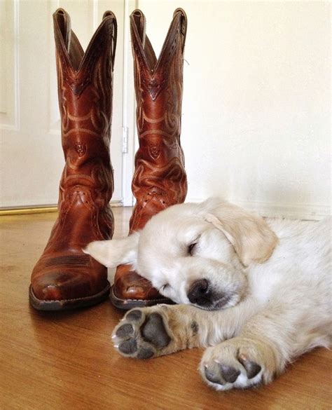Country Darlin I Love Dogs Cute Creatures Puppies