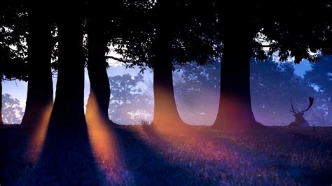 Dusk Forest Wallpapers Top Free Dusk Forest Backgrounds Wallpaperaccess