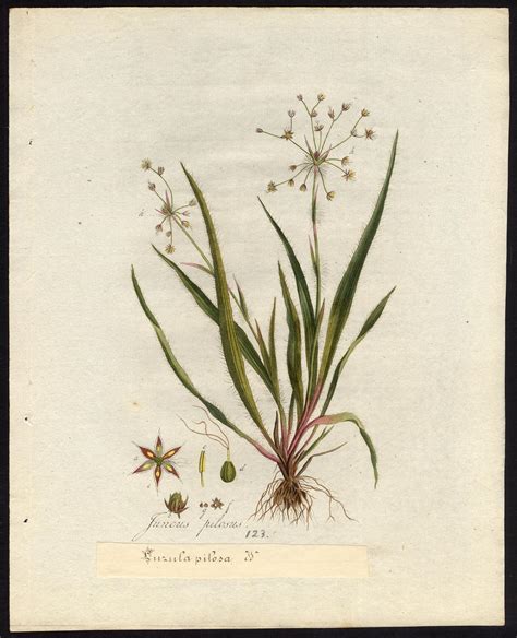 Antique Print Luzula Pilosa Hairy Wood Rush 123 Flora Batava Sepp 1800