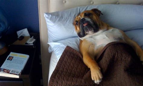 27 Dogs Who Sleep In Your Bed — Because I Can Pictolic